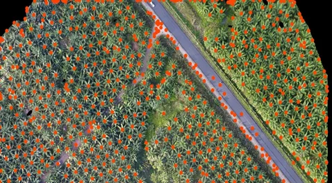 Vihaa tree detection overlay 478x264